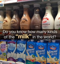 Food knowledge:  Do you know how many kinds of the “milk” in the world?